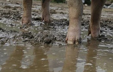 Schweinefüße im Matsch