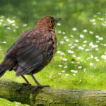Amselweibchen im Frühling