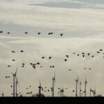 fliegende Gänse vor Windrädern
