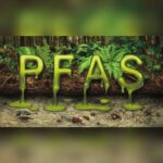 PFAS Waldboden